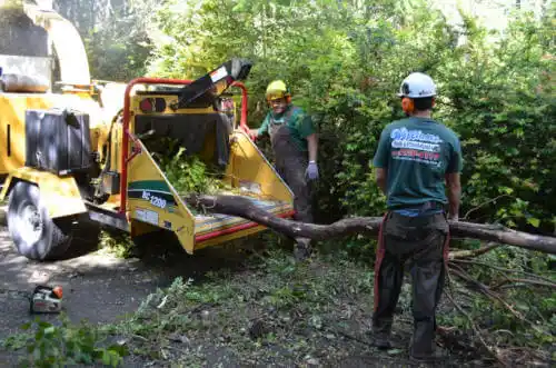 tree services Alamo